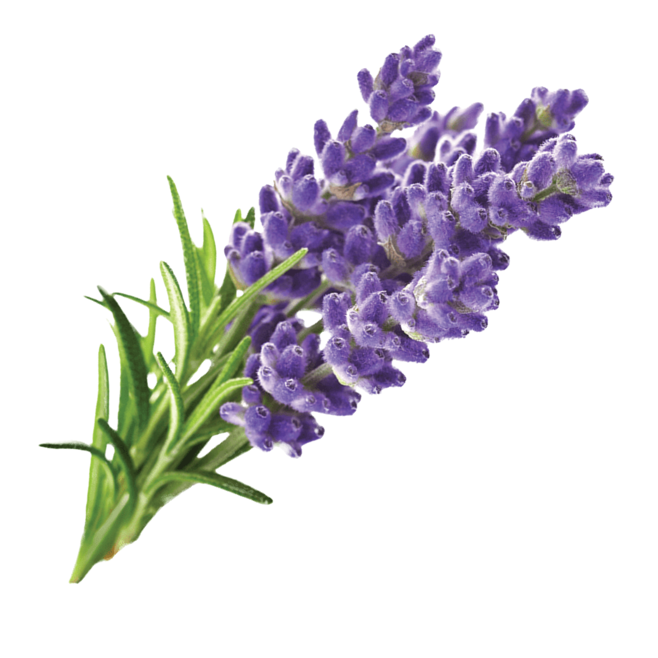 Lavanda