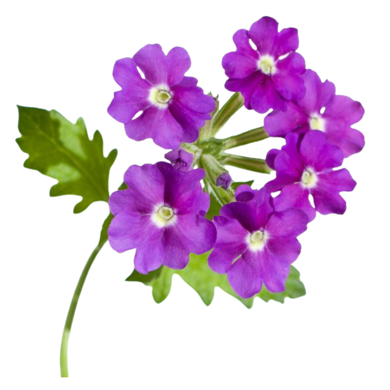 Verbena